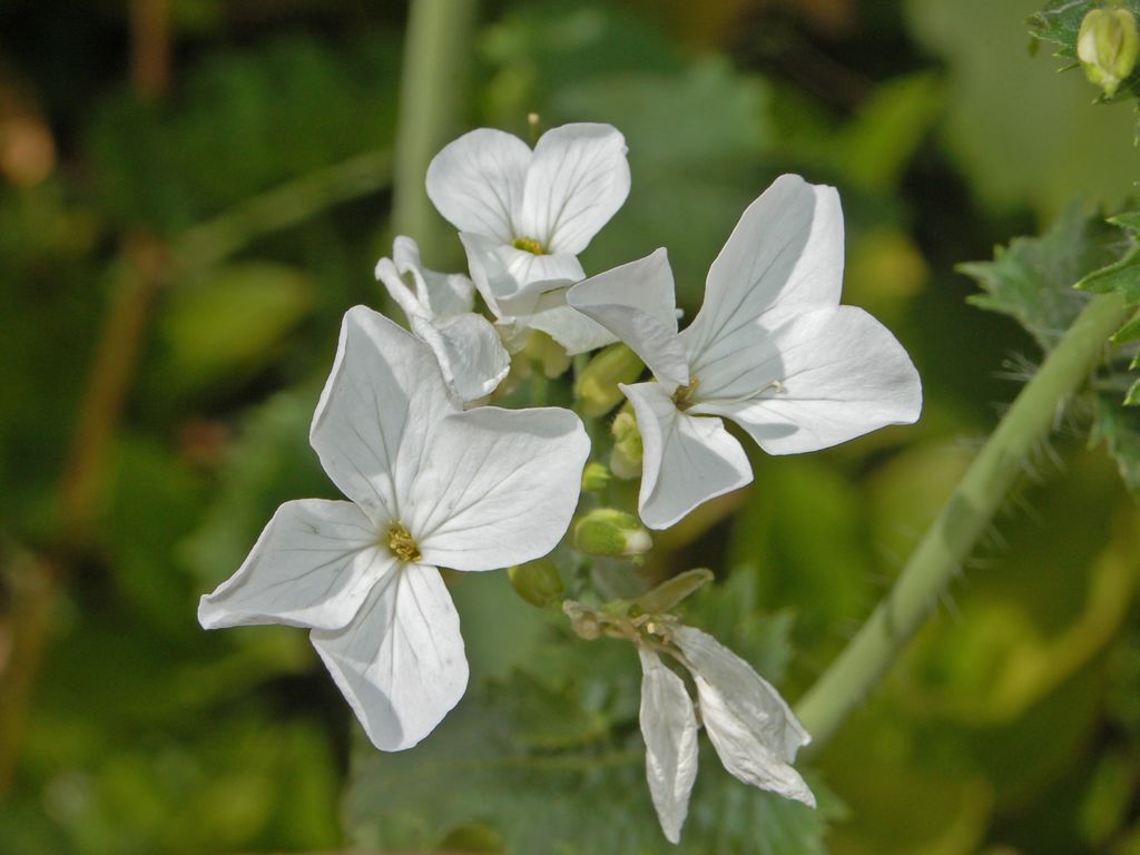 Lunaria annua / Lunaria meridionale